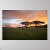 Serengeti Sunset Poster (Voorkant)
