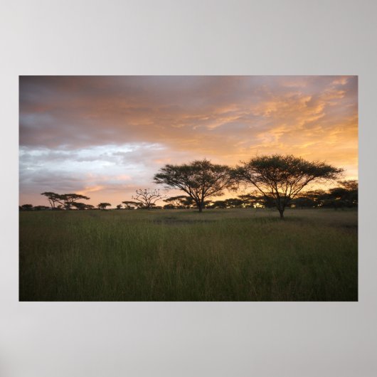 Serengeti Sunset Poster (Voorkant)