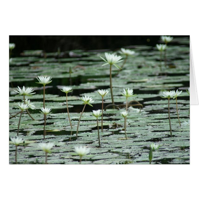 Sereniteit (Voorkant Horizontaal)