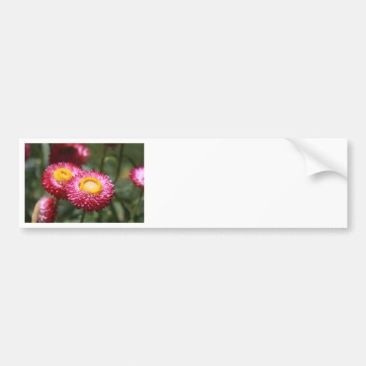 Sereniteit 1 bumpersticker (Voorkant)