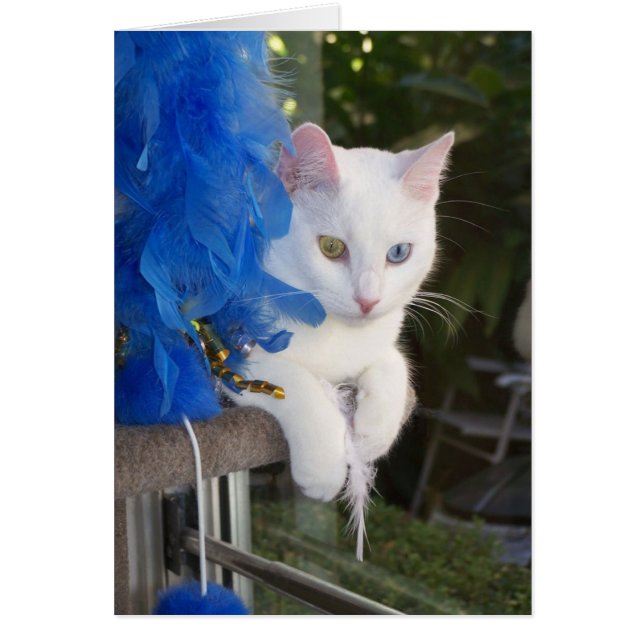 Sereniteit met een kaart (Voorkant)