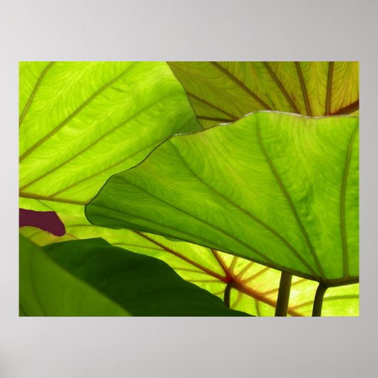 Sereniteit Poster (Voorkant)