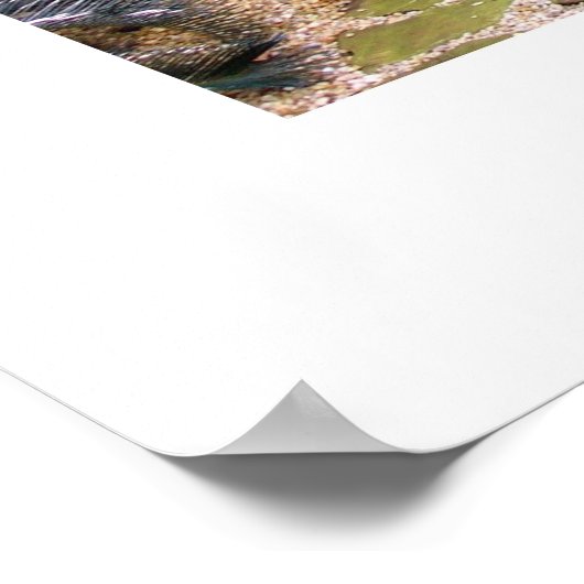 Sereniteit van TDGallery Poster (Hoek)