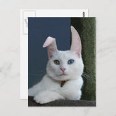 Serenity as Bunny briefkaart (Voorkant / Achterkant)