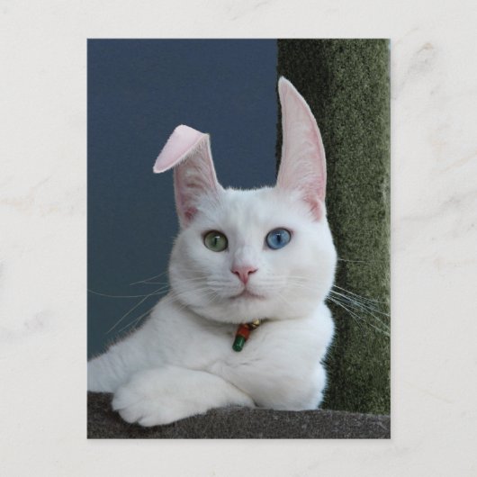 Serenity as Bunny briefkaart (Voorkant)