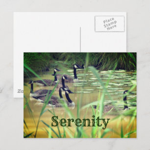 Serenity Canada Geese Inspirerend Briefkaart