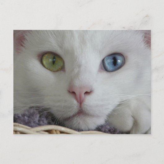 Serenity close-up Postcard Briefkaart (Voorkant)