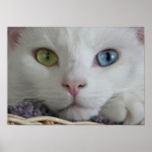 Serenity Close-up poster (Voorkant)