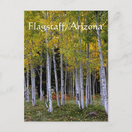 Serenity in Gold and Green Aspen's Flagstaff Briefkaart (Voorkant)