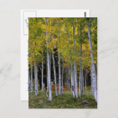 Serenity in Gold en Green Aspen Briefkaart (Voorkant / Achterkant)