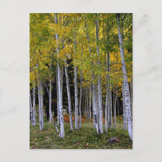 Serenity in Gold en Green Aspen Briefkaart (Voorkant)