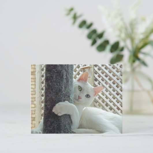 Serenity knug Briefkaart (Staand voorkant)