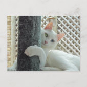 Serenity knug Briefkaart (Voorkant)