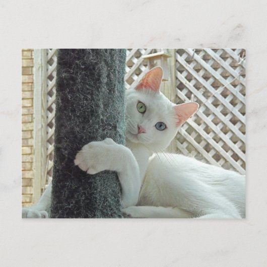 Serenity knug Briefkaart (Voorkant)