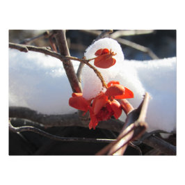 "Serenity of Hibernation" Foto Afdruk