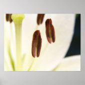 Serenity Print (Voorkant)