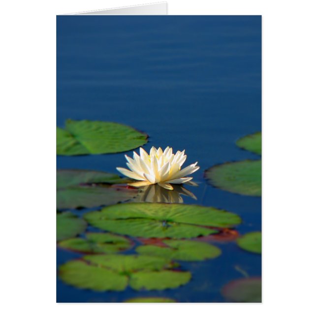 Serenity Water Lily (Voorkant)