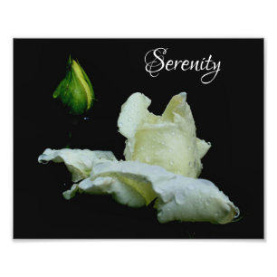 Serenity White Rosebud Inspirerend woorden 8x10 Foto Afdruk
