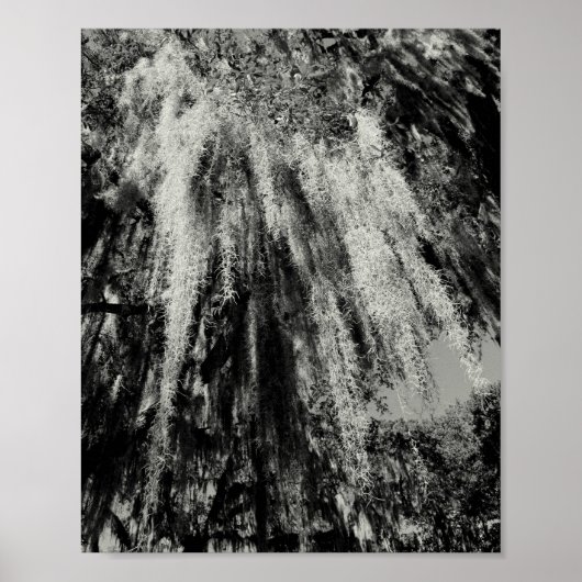 Serie Savannah: Spaans Moss Poster (Voorkant)