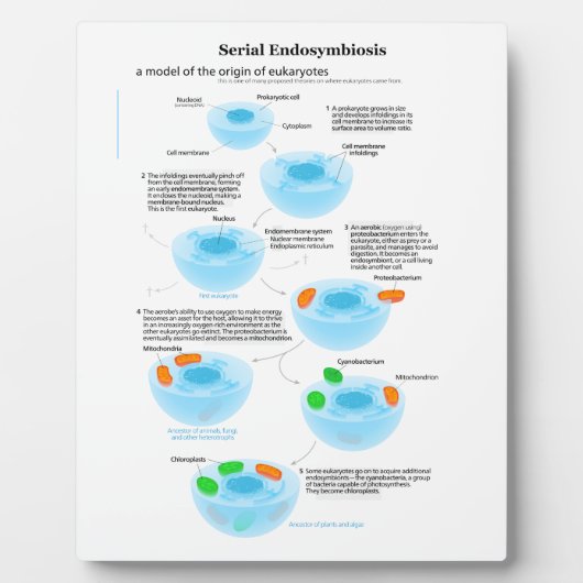 Serieel endosymbiose Theory mitochondria plastide Fotoplaat (Voorkant)