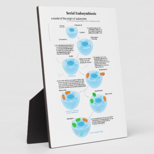 Serieel endosymbiose Theory mitochondria plastide Fotoplaat (Zijkant)