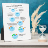 Serieel endosymbiose Theory mitochondria plastide Fotoplaat (Zijkant)