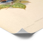 Serilophus Lunatus  vogel uit Azië Poster (Hoek)