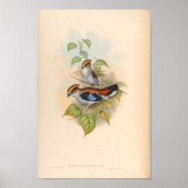 Serilophus Lunatus vogel uit Azië Poster