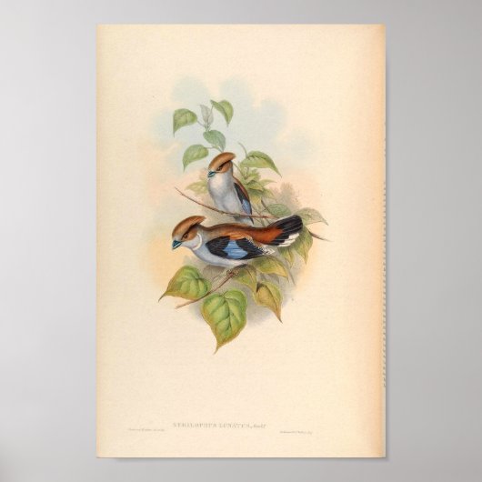 Serilophus Lunatus  vogel uit Azië Poster (Voorkant)