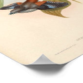 Serilophus Rubropygius  vogel uit Azië Poster (Hoek)