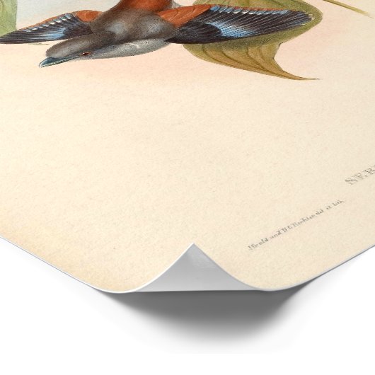 Serilophus Rubropygius  vogel uit Azië Poster (Hoek)