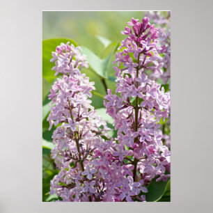 Sering P5390 Afdruk Poster