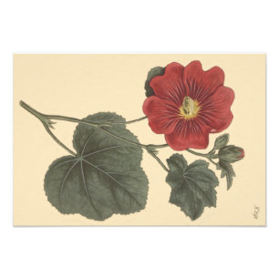 Seringapatam Hollyhock Botanische illustratie Foto Afdruk