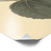 Seringapatam Hollyhock Botanische illustratie Foto Afdruk (Hoek)