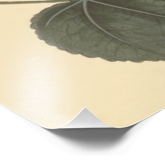 Seringapatam Hollyhock Botanische illustratie Foto Afdruk (Hoek)