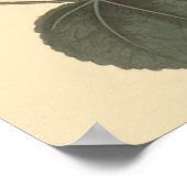 Seringapatam Hollyhock Botanische illustratie Poster (Hoek)