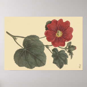Seringapatam Hollyhock Botanische illustratie Poster