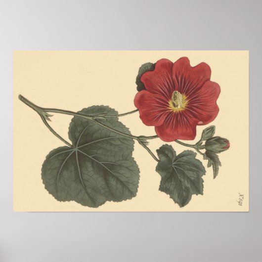 Seringapatam Hollyhock Botanische illustratie Poster (Voorkant)