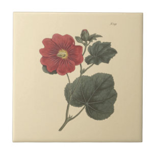 Seringapatam Hollyhock Botanische illustratie Tegeltje
