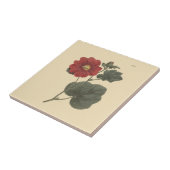 Seringapatam Hollyhock Botanische illustratie Tegeltje (Zijkant)