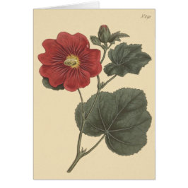 Seringapatam Hollyhock Illustratie