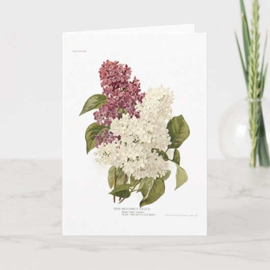 Seringen Kaart (Voorkant)