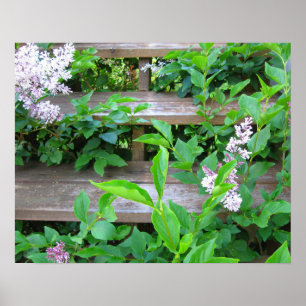 Seringstruik, bloemen die door oude houten treden poster