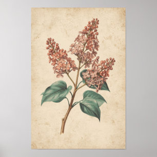 Seringtak botanisch onderzoek op ivoor poster