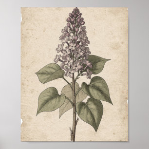 Seringtak met Bloesems Botanische Kunst Poster