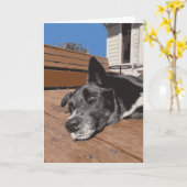 Serious Dog Husky Lab Vastleggen Zwart en Bruin Kaart (Gele Bloem)