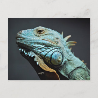Serious Iguana Portrait Briefkaart