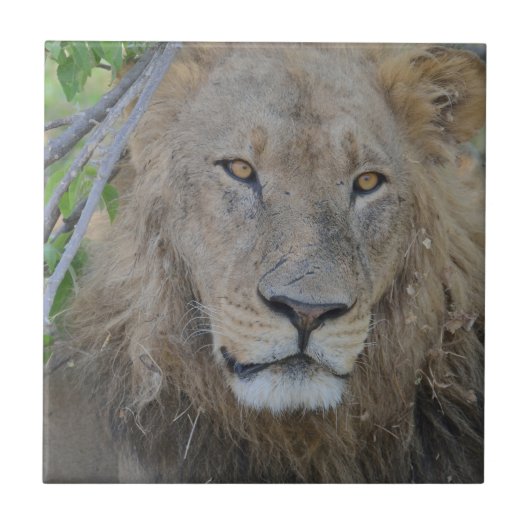 Serious Lion Stare Tegeltje (Voorkant)