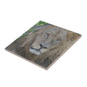 Serious Lion Stare Tegeltje (Zijkant)