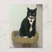 Serious Lucy Briefkaart (Voorkant)